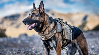 German Shepherd and Belgian Malinois Inseparable K9 Dogs 🐕‍🦺🐾 [upl. by Gausman]