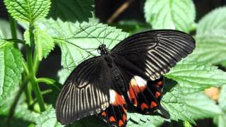 Vole joli Papillon [upl. by Gran618]