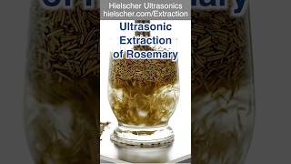 Rosemary Extraction Using an Ultrasonic Homogenizer UP400St ultrasonic extraction sonicator [upl. by Yro585]