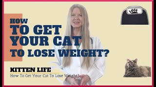 How to get your cat to lose weight 2019 [upl. by Clem]