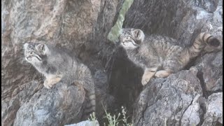 Pallas Cats of the Eastern Mongolian Steppe  2022 [upl. by Mccreary]