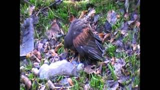 Falconry hawk fights the ferret for a rabbit [upl. by Jacquelin827]