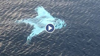 Drone Captures Huge White Manta Ray [upl. by Kiona307]