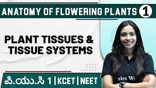 ANATOMY OF FLOWERING PLANTS  01  Plant tissues amp Tissue systems  Botany  PUC 1  KCET  NEET [upl. by Adnilrem]