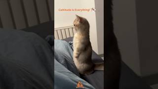 Cattitude is Everything Funniest Cat Video😸 [upl. by Atinrahc573]