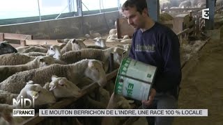 LE FEUILLETON  Le mouton berrichon de lIndre une race 100 locale [upl. by Lemert]