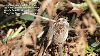 20241018 White throated sparrow Hockanum Reservoir East Hartford CT [upl. by Reynold]