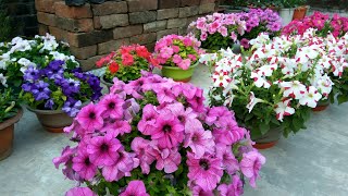 Petunia a great winter flower  how to grow and care with English subtitles [upl. by Toland391]