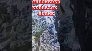 CHECKERED KEELBACK SNAKEcheckeredkeelbackwatersnakesnakeskinsnakevideoviralshortviralvideo [upl. by Hoffarth184]