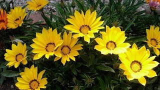 Amazing and Most Beautiful Gazania Flowers Pictures [upl. by Hayarahs]