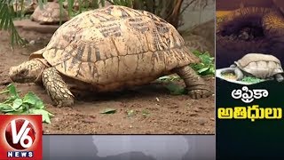 Hyderabad Nehru Zoological Park Gets Pair Of Giant Tortoises From Seychelles  V6 News [upl. by Arreic]