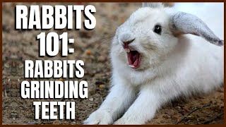 Rabbit 101 Rabbits Grinding Teeth [upl. by Airot]