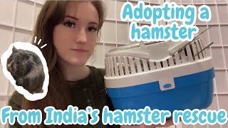 Adopting a hamster for the first time [upl. by Floria]