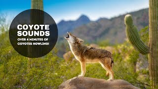 Coyote Sounds  Over 4 minutes of Alarming Coyote Howls [upl. by Lebaron]