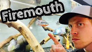 Community Firemouth Cichlids Tank Mates [upl. by Stinky785]