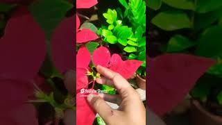 Poinsettia care tips gardencenterlife gardencenter garden poinsettias plantstore flowersviral [upl. by Latsyrcal]