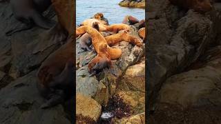 Stellers Sea Lion Sounds [upl. by Eiclud]