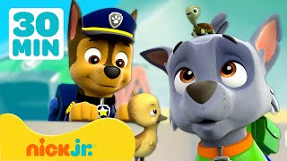 PAW Patrol  ¡Cuando animales invaden la torre  30 Minutos  Nick Jr en Español [upl. by Zetrauq752]