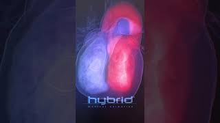 Blood flow animation  blood flow in the heart  cardiac hemodynamics  3D blood flow [upl. by Lachance350]