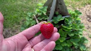 I’m NEVER buying everbearing strawberry plants again [upl. by Law101]