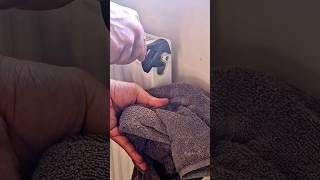 How To Bleed A Radiator Without A Key Or Screwdriver [upl. by Collbaith613]