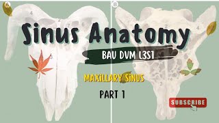 Sinus AnatomyMaxillary Sinus Part 1 [upl. by Aneral696]