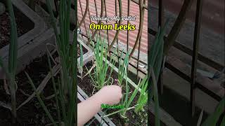 Weeding my Potted Onion Leeks weeding onions leeks gardening weedremoval garden [upl. by Cruce265]