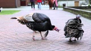 Dieren op de kinderboerderij [upl. by Albertson]