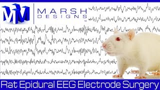 Rat Epidural EEG Electrode Surgery [upl. by Leunamnauj]