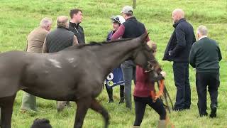 P2P  Duhallow  10 Nov 2024  R1 The Goffs Coral Gold Cup Sale 4yo Mares Maiden [upl. by Arrec]