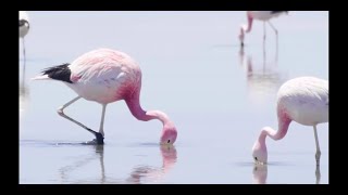 Ebu Leheb Alevin Babası Birinci Bölüm [upl. by Aimek]