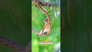 Küçük sinekkapan kuşu küçüksinekkapan kuşgözlemi istanbulkuşları birdwatching birds [upl. by Margarethe]