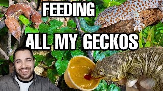 Feeding All My Pet Geckos Tokays Leaf Tails and more [upl. by Nybor]