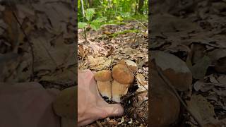 Porcini estivi dopo la bufera 🌬🍄 funghiporcini fungi pilze mushrooms grzyby boletus nature [upl. by Mateo301]