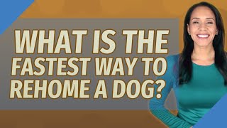 What is the fastest way to rehome a dog [upl. by Egamlat]