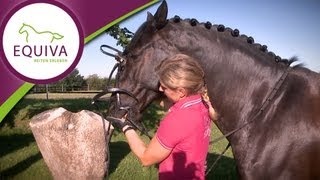 Pferde locker und ehrlich reiten  Selbstragende Stellung und Biegung  Trainings Tipps [upl. by Monroe]