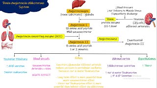 Renin Angiotensin Aldosterone System Chapter 19 part 5 Guyton and Hall Physiology [upl. by Anatole343]