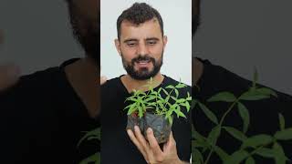 Conheça a Erva Cidreira Limão plantas hortaemcasa hortaurbana [upl. by Avika]