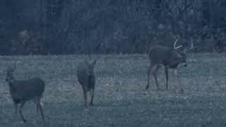 Dog Tracker finds First Illinois BUCK kill [upl. by Aiynot613]