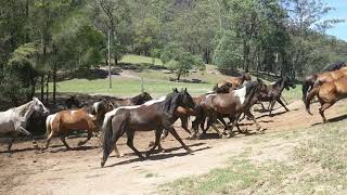 The Daily Running Of The Horses At Glenworth Valley [upl. by Poole]