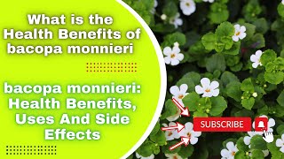 bacopa monnieri Health Benefits Uses And Side Effects [upl. by Deni446]