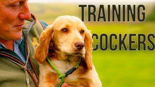 How to Train a Gundog [upl. by Decima]