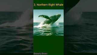 Top 5 Most Endangered Marine Animals  animal animal facts wildlife [upl. by Gawlas990]