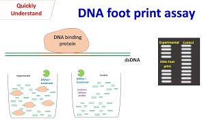 DNA foot print assay [upl. by Latsyc302]