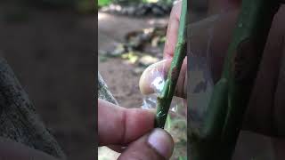 Grafting on Rose Plants Easy StepbyStep Grafting Tutorial EP037graftingtechniquesgrafting [upl. by Swanhildas]