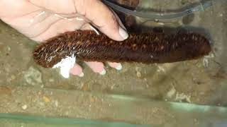 Brown Sea Cucumber Maintaining  Holothuria cinerascens in wetlaboratry [upl. by Merill124]