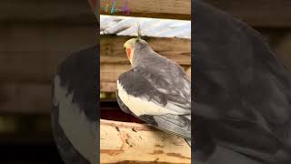 how to properly take care of a cockatiel cockatiel parrot birds pets cute [upl. by Zingg]