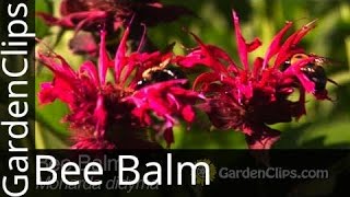 Bee Balm  Monarda didyma  How to grow Bee Balm [upl. by Valera]