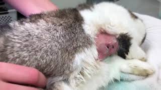 How to Drain and Clean an Abscess in a Rabbit [upl. by Sura80]