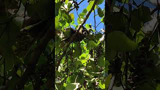 Mapaches comiendo uvas marinas en el patio de la casa [upl. by Dorcia]